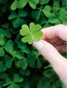 吃瓜四叶草娱乐